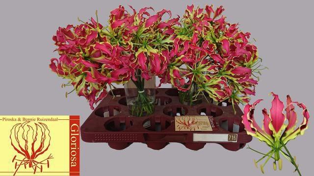 <h4>GLORIOSA ROTHSCHILD</h4>
