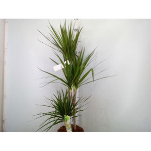 Dracaena marg.