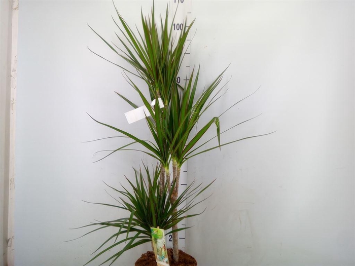 <h4>Dracaena marg.</h4>