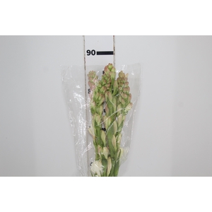 ANGELICA 080 CM