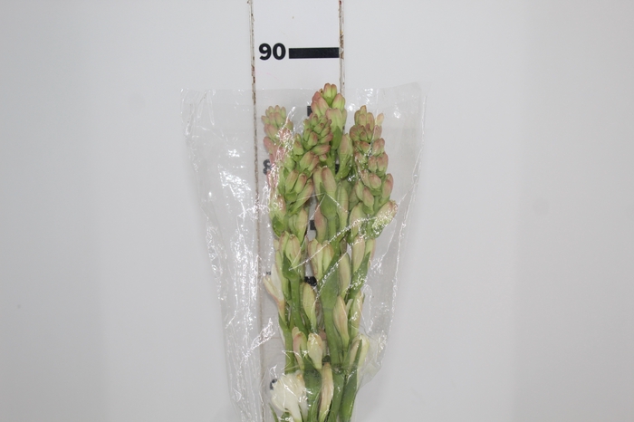 <h4>ANGELICA 080 CM</h4>