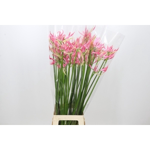 Nerine Flugel