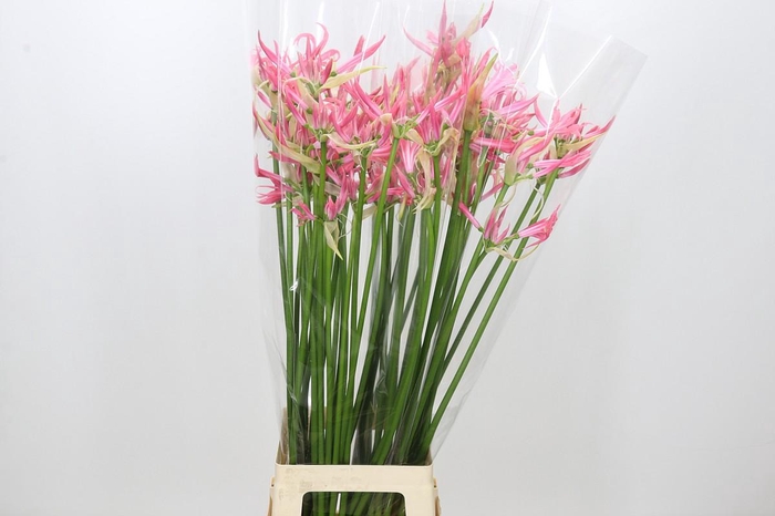 <h4>Nerine Flugel</h4>