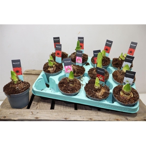 Hippeas 2 Steel Mix Decorum