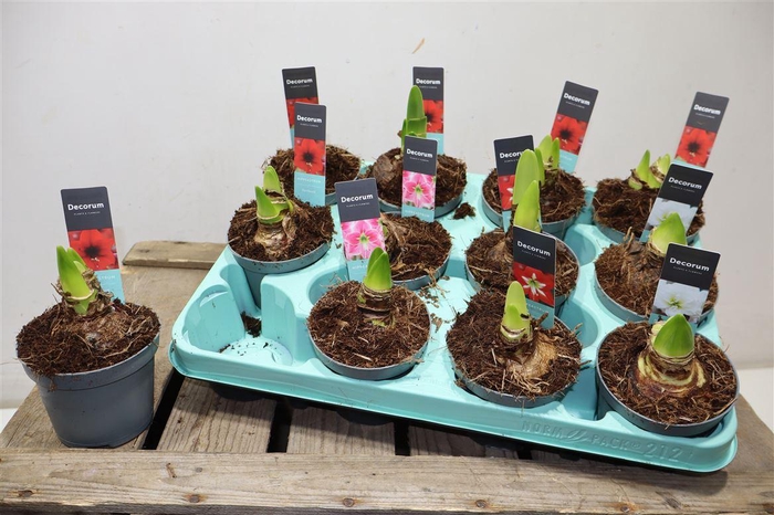 <h4>arr8 Hippeas 2 Steel Mix Decorum</h4>