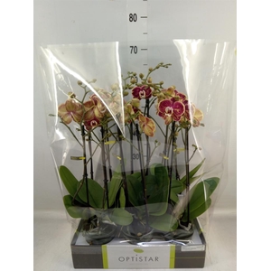 Phalaenopsis   ...red