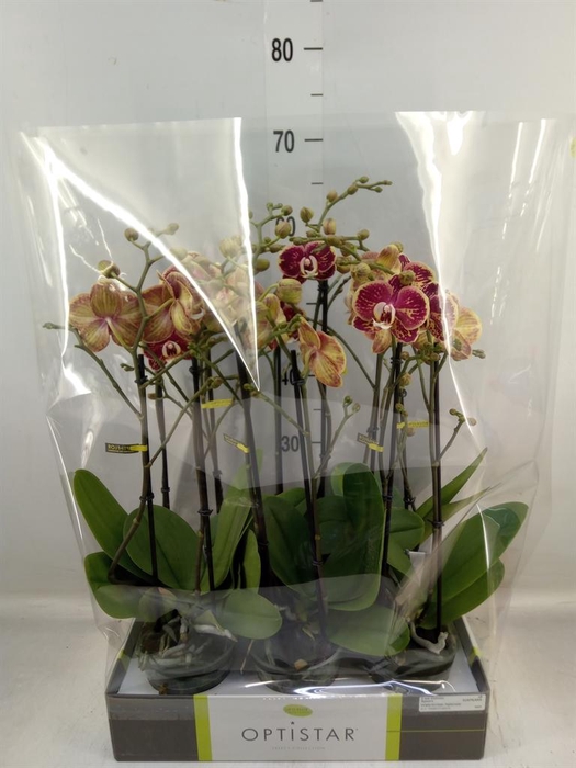 <h4>Phalaenopsis   ...red</h4>