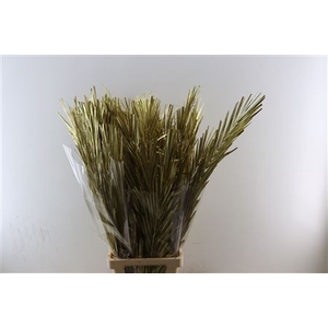 DRY PALM GOLD 5PC PBS