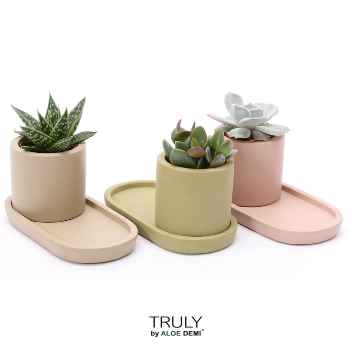 <h4>TRULY Succulent, plateau</h4>