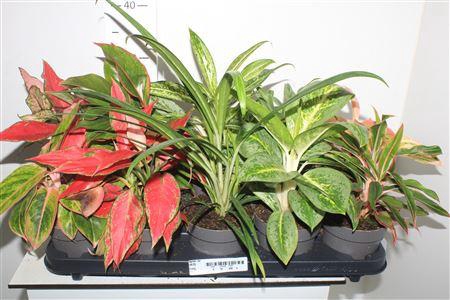 <h4>Aglao Special Mix 8 Srt Exclusief</h4>