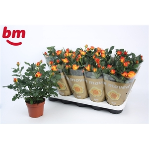 Rosa Estoril Beau Monde (12 cm)