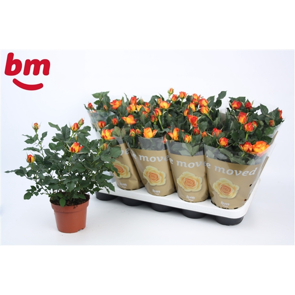 <h4>Rosa Estoril Beau Monde (12 cm)</h4>