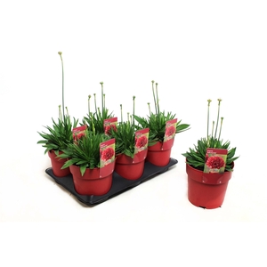 Armeria Ballerina Red