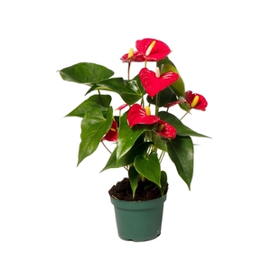 Anthurium Aristo 12cm