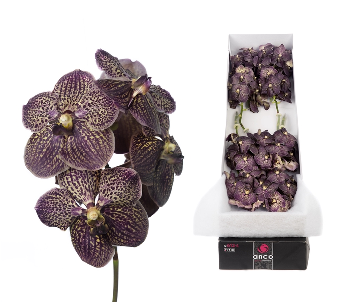 Vanda Chocolate Brown