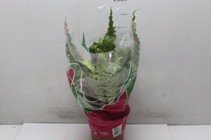 <h4>ASPLENIUM OSAKA CRESPO P19</h4>