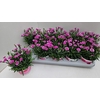 Dianthus Pink Kisses