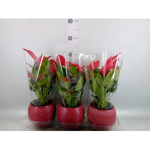 Anthurium  'Banderola Lava'