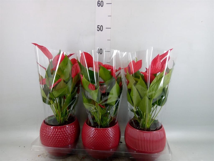 <h4>Anthurium 'Banderola Lava'</h4>