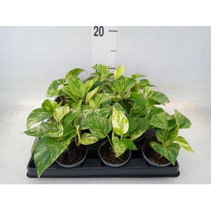 Epipremnum pinn. 'Marble Queen'