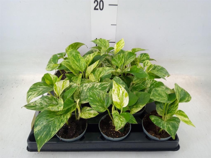 <h4>Epipremnum pinn. 'Marble Queen'</h4>