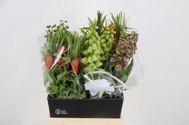 <h4>FRIT IMPERIALIS MIX</h4>