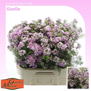 Chamelaucium Giselle