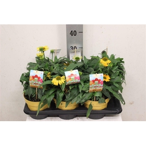 Echinacea Sombrero Lemon Yellow
