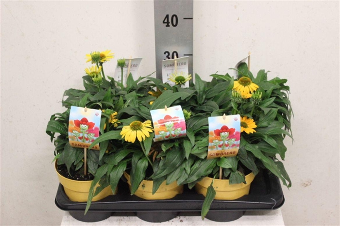 <h4>Echinacea Sombrero Lemon Yellow</h4>