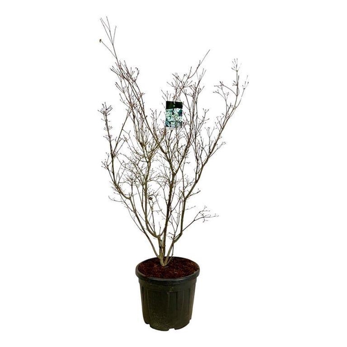 <h4>Cornus kousa 'China Girl'</h4>