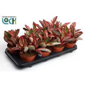 Peperomia clusiifolia 'Jellie