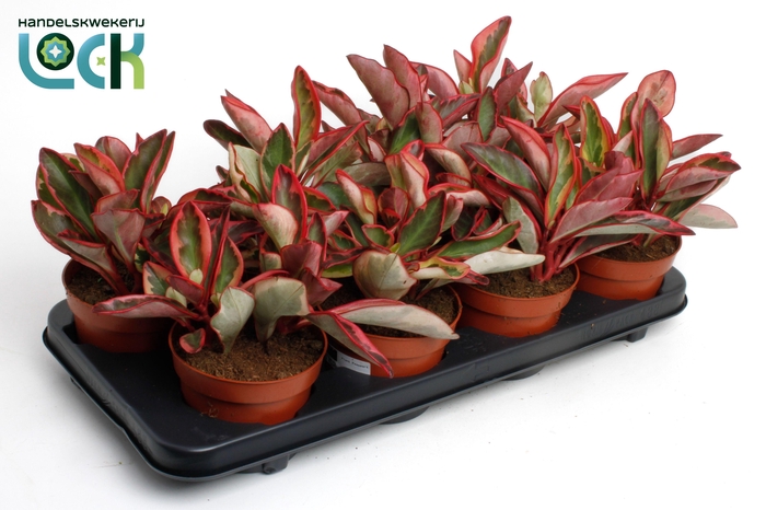 <h4>Peperomia clusiifolia 'Jellie</h4>