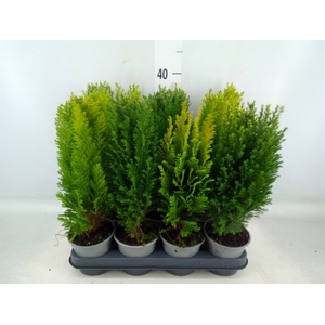 Conifers   ...mix