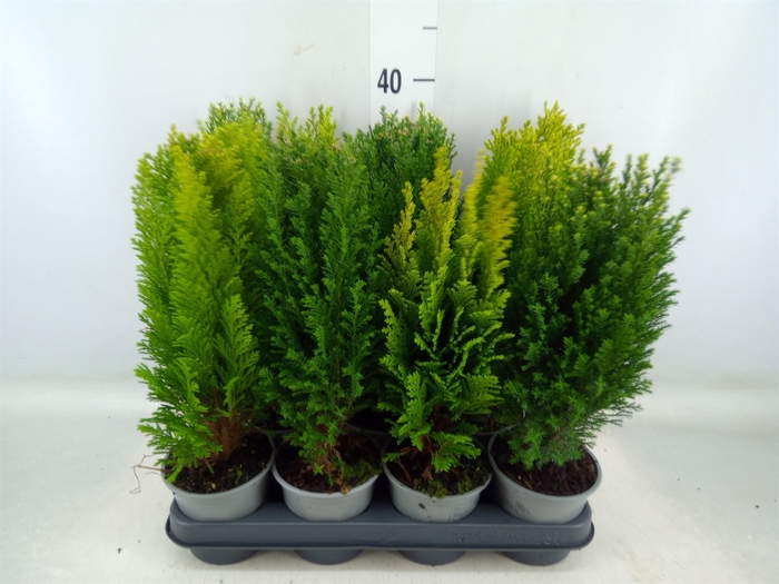 <h4>Conifers   ...mix</h4>