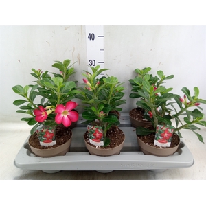 Adenium obesum 'Anouk'