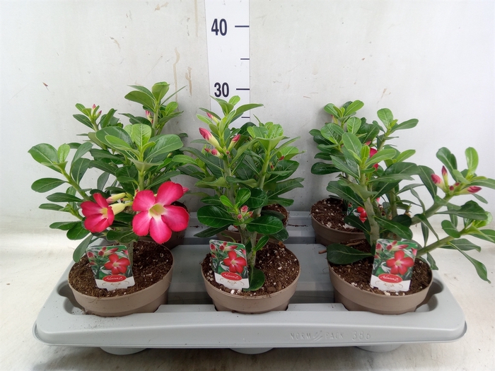 <h4>Adenium obesum 'Anouk'</h4>
