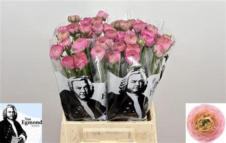 <h4>RAN AAZUR PINK</h4>