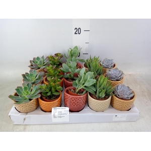 Succulents   ...