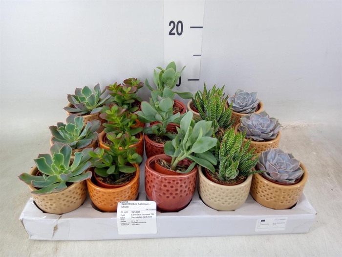 <h4>Succulents   ...</h4>