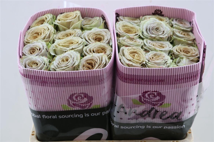 <h4>R Gr Teddys</h4>