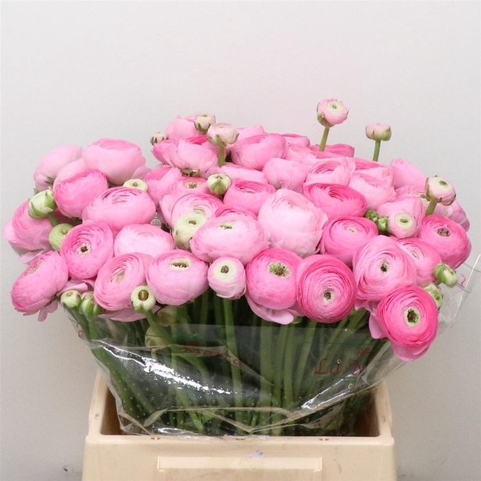 <h4>Ran Su Sr Rosa 121 X100</h4>