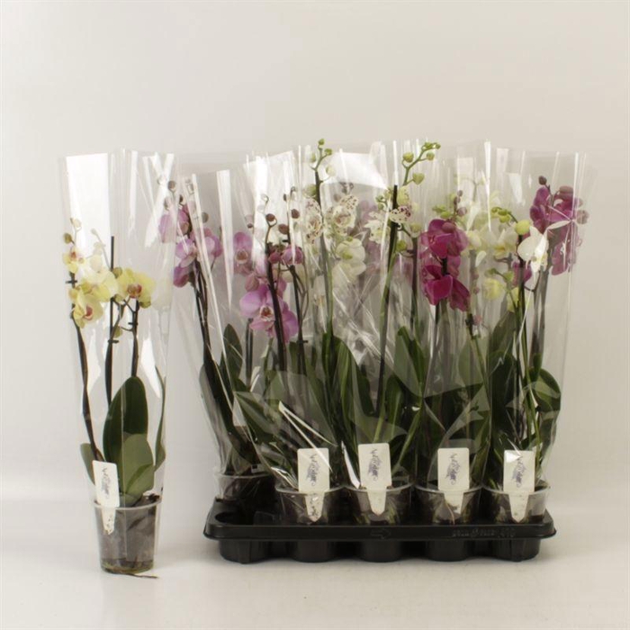 <h4>PHAL GEM 5 KL</h4>