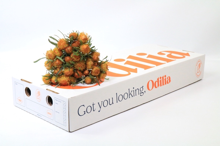 <h4>Banksia Dryandra</h4>