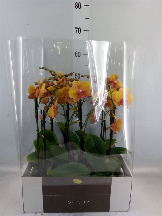 <h4>Phalaenopsis   ...orange</h4>