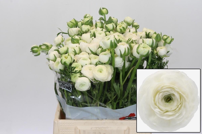 <h4>RAN EL WHITE</h4>