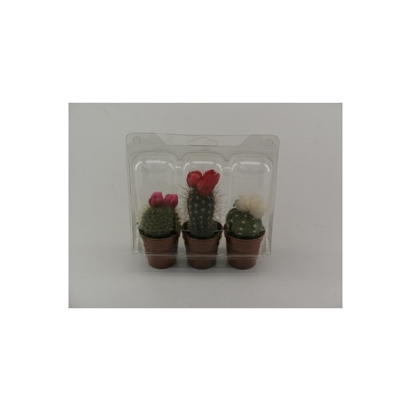 <h4>9.2 3 strobloemen blister</h4>