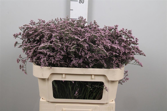 <h4>Lim Saf Oshi Pink</h4>