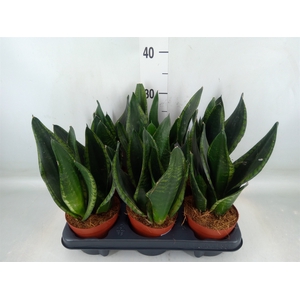 Sansevieria trifa.   ...