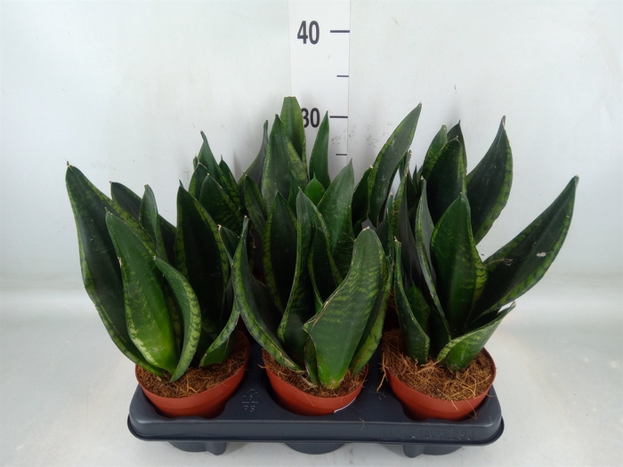<h4>Sansevieria trifa.   ...</h4>