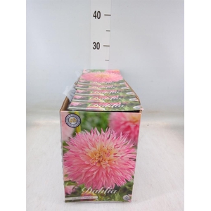 Dahlia   ...flowerbulbs